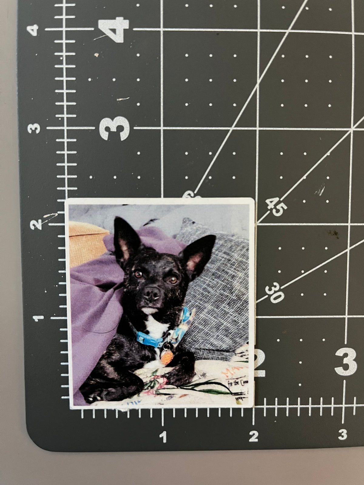 Custom Pet Stickers
