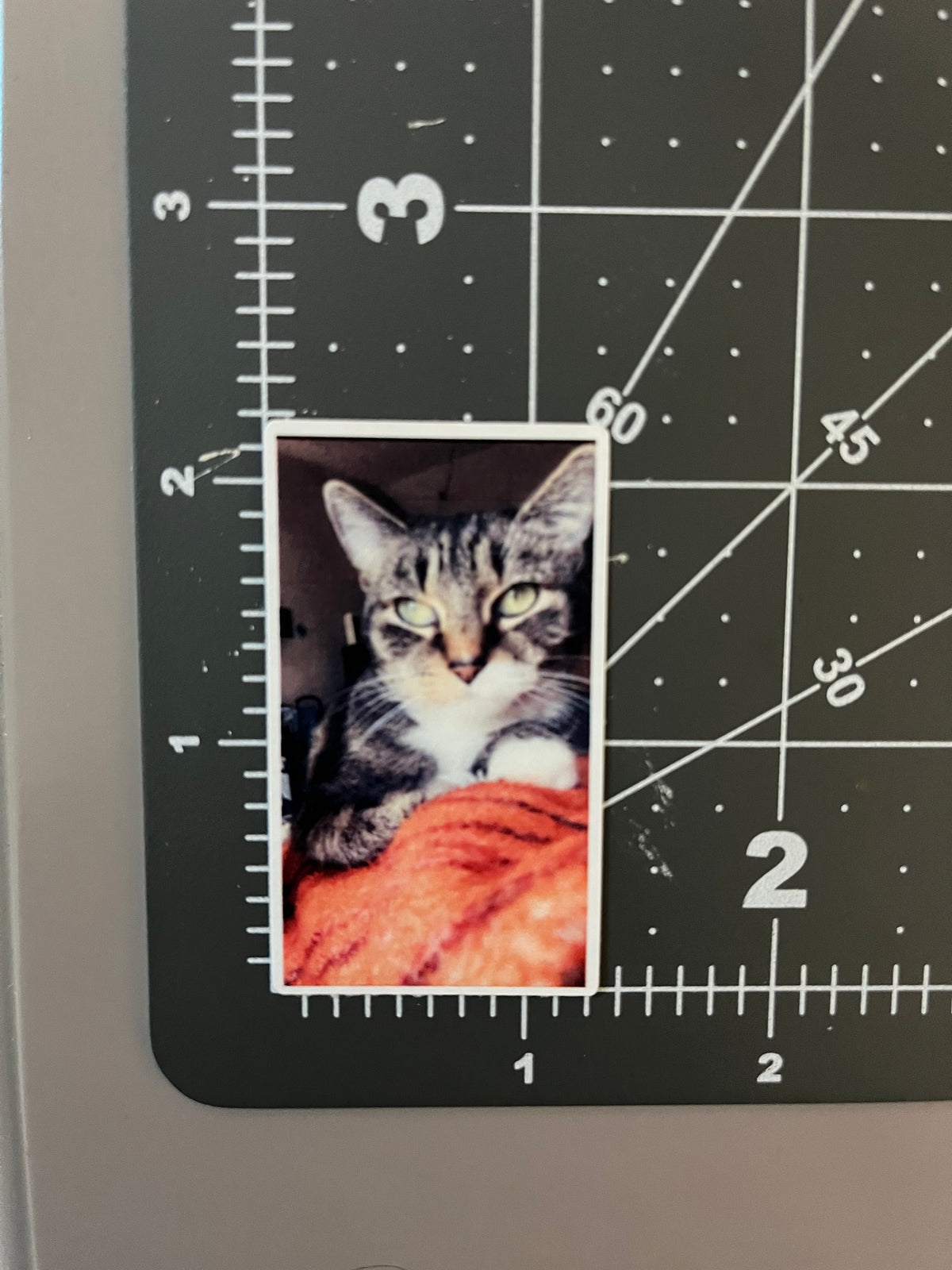 Custom Pet Stickers